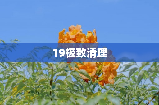 19极致清理