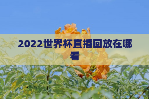 2022世界杯直播回放在哪看